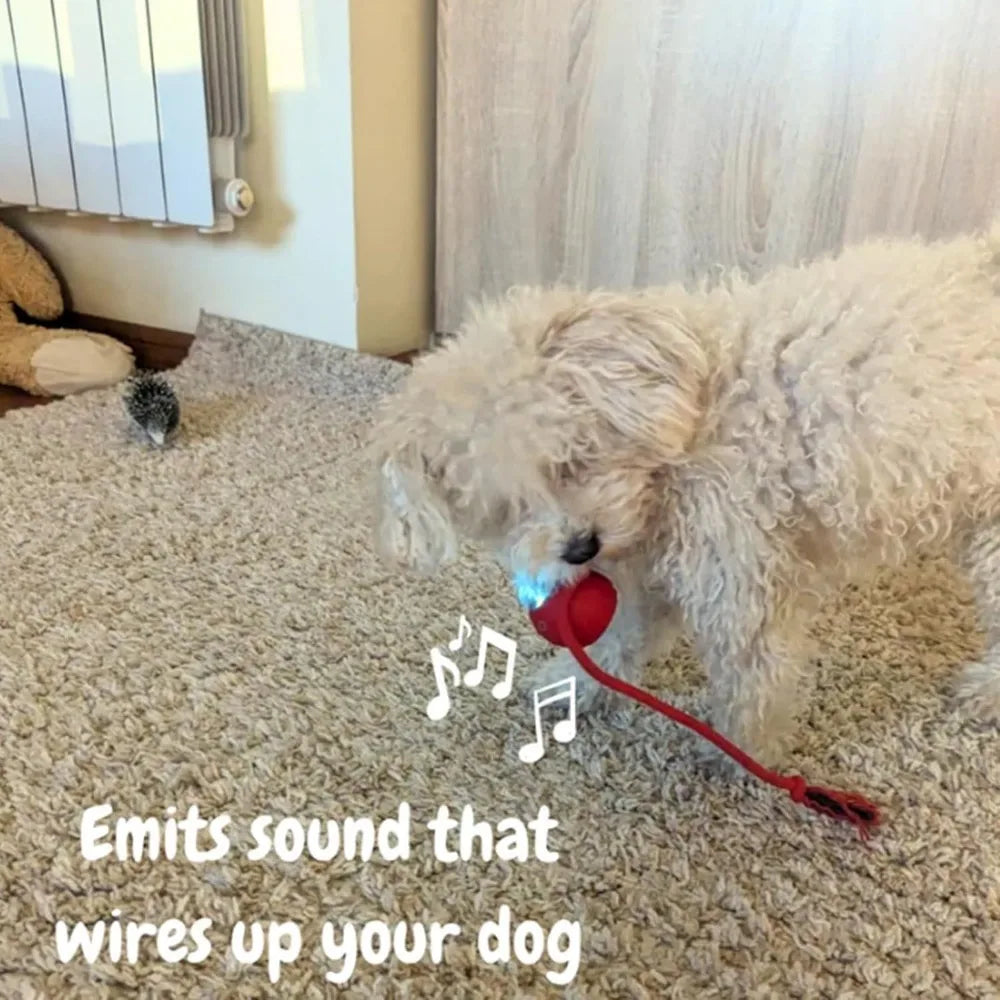 Catch&Play – Der smarte Jagdball für Katzen und Hunde